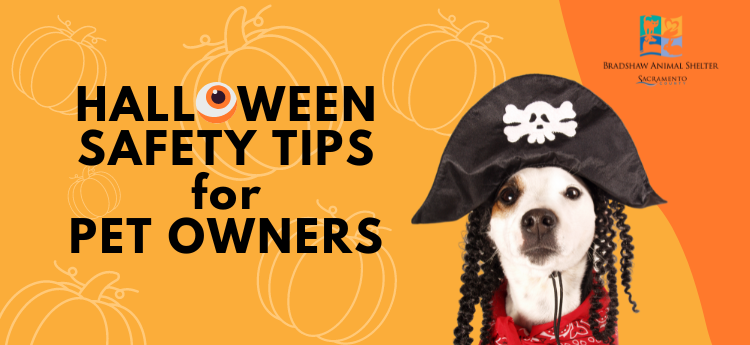 Halloween Safety Tips for Pet Owners - Photo of silly dog wearing a pirate costume