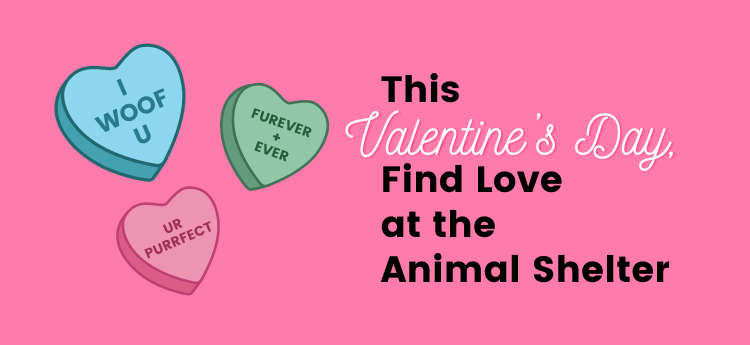 This_Valentines_Day_Find_Love_at_the_Animal_Shelter