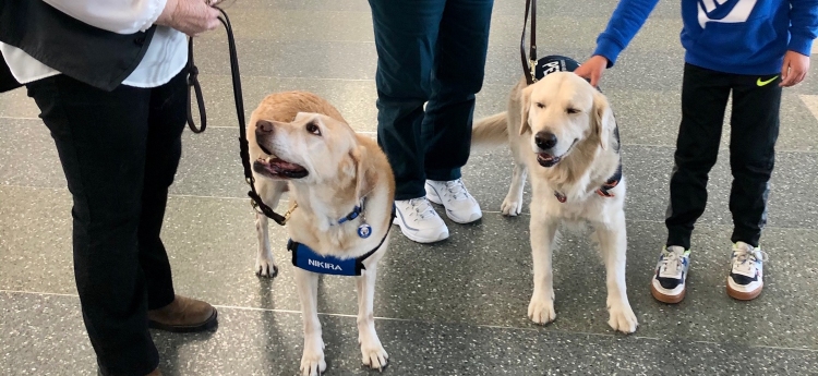 Therapy Dogs at Sacramento International Airport