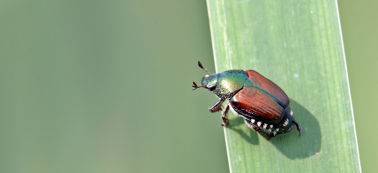 Close up of a Japanese Beetle 