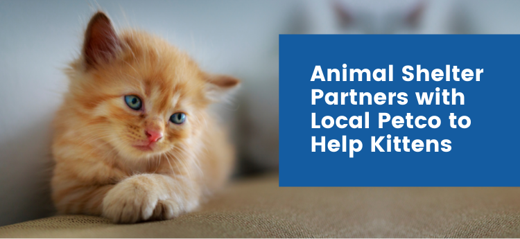 Animal Shelter Partners with Local Petco to help kittens - Photo of little orange tabby kitten