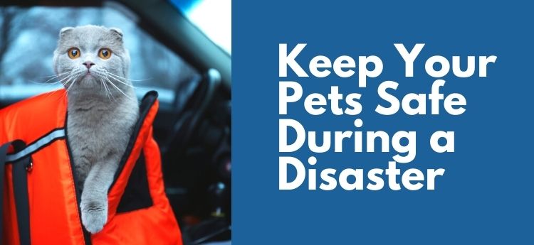 Keep Your Pets Safe During a Disaster