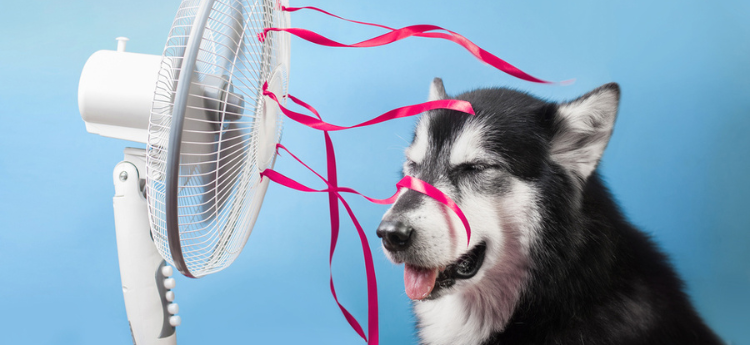 Siberian husy sitting in front of a fan with pink streamers
