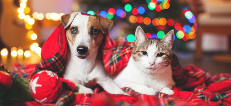 Dog and Cat posed under a Christmas tree
