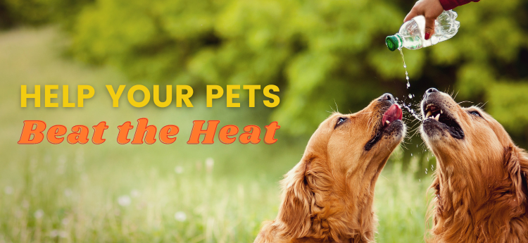 Two dogs drinking water with the words help you pets beat the heat 