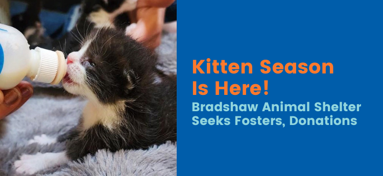 Kitten Season is Here! Bradshaw Animal Shelter Seeks Fosters Donations