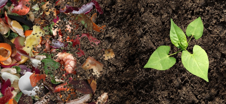 Path from food scraps to compost to plants